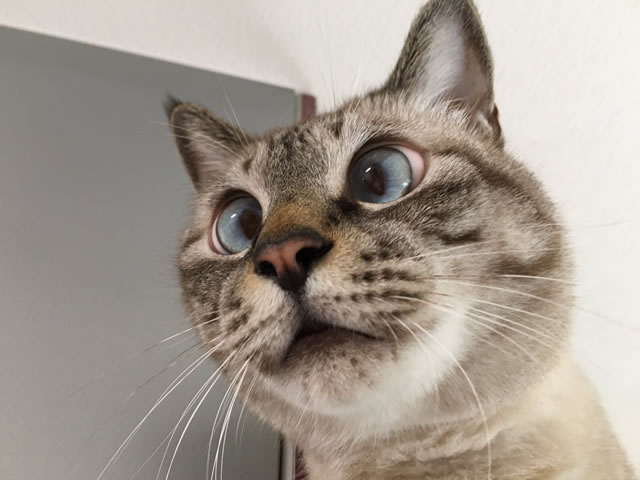 猫写真