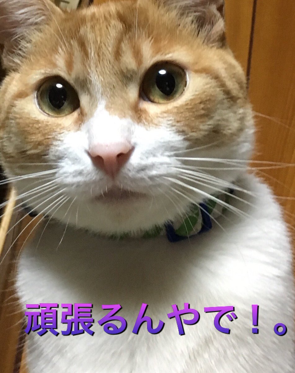 猫写真