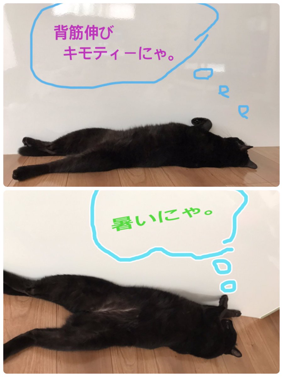 猫写真