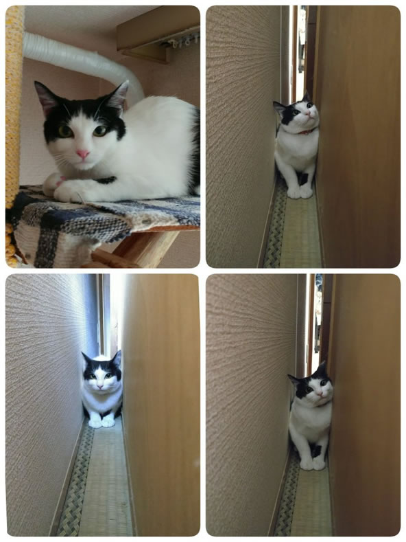 猫写真